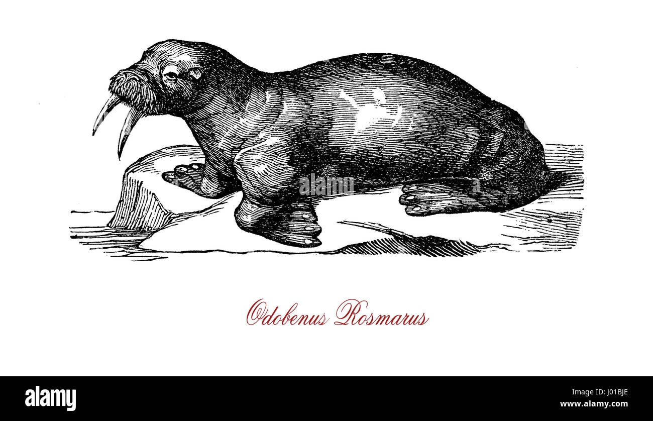 Das Walross (Odobenus Rosmarus) ist eine große flippered Meeressäuger, verteilt über den Nordpol in den arktischen Ozean und subarktischen Meeren der nördlichen Hemisphäre. Stockfoto