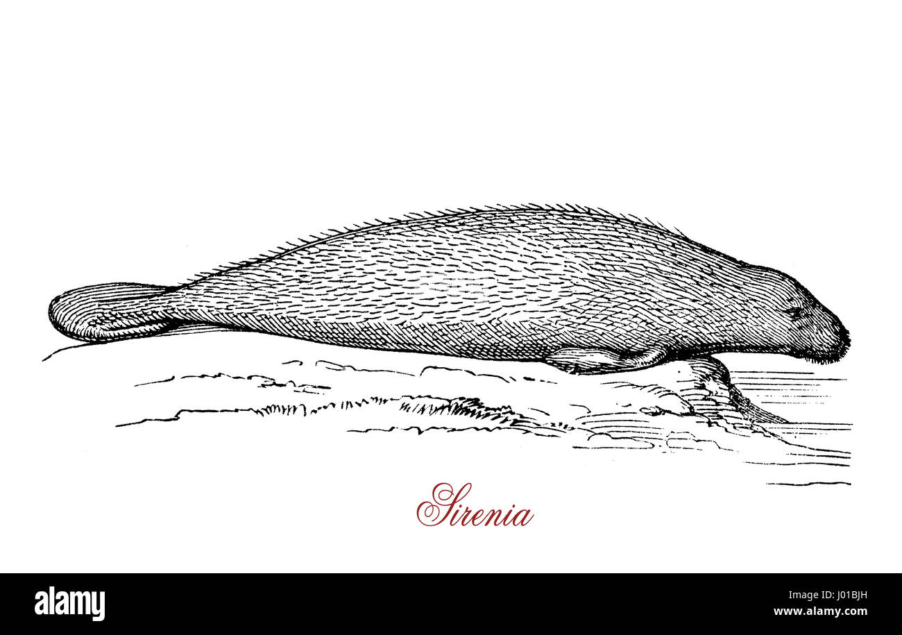 Das Sirenia (oder Seekuh) ist ein voll Wasser, pflanzenfressenden Säugetier, dass Inhabuits Sümpfe, Flüsse, Flussmündungen, marine Feuchtgebiete und marine Küstengewässer. Stockfoto