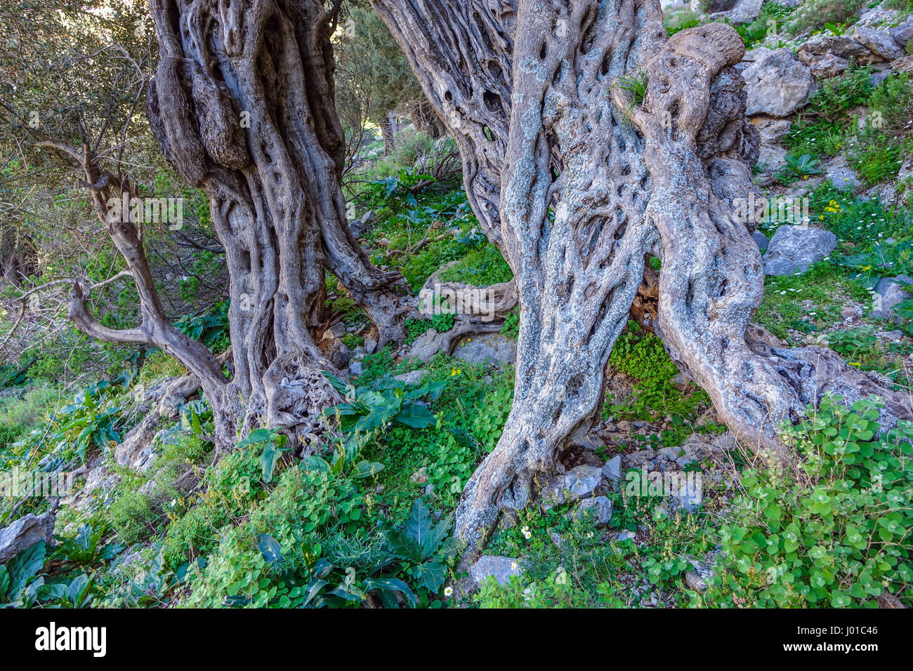 Antike verdreht Olivenbäume am Arginonta, Kalymnos, Griechenland Stockfoto