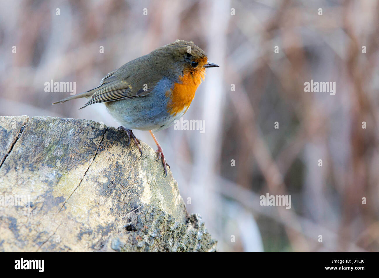 Rotkehlchen auf Flechten bedeckt rock Stockfoto