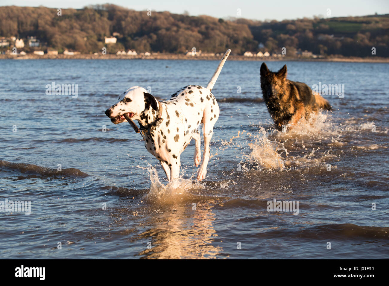 Deutscher Schäferhund und Spaß im Meer mit einem Stock jagten einander Dalmatiner Stockfoto