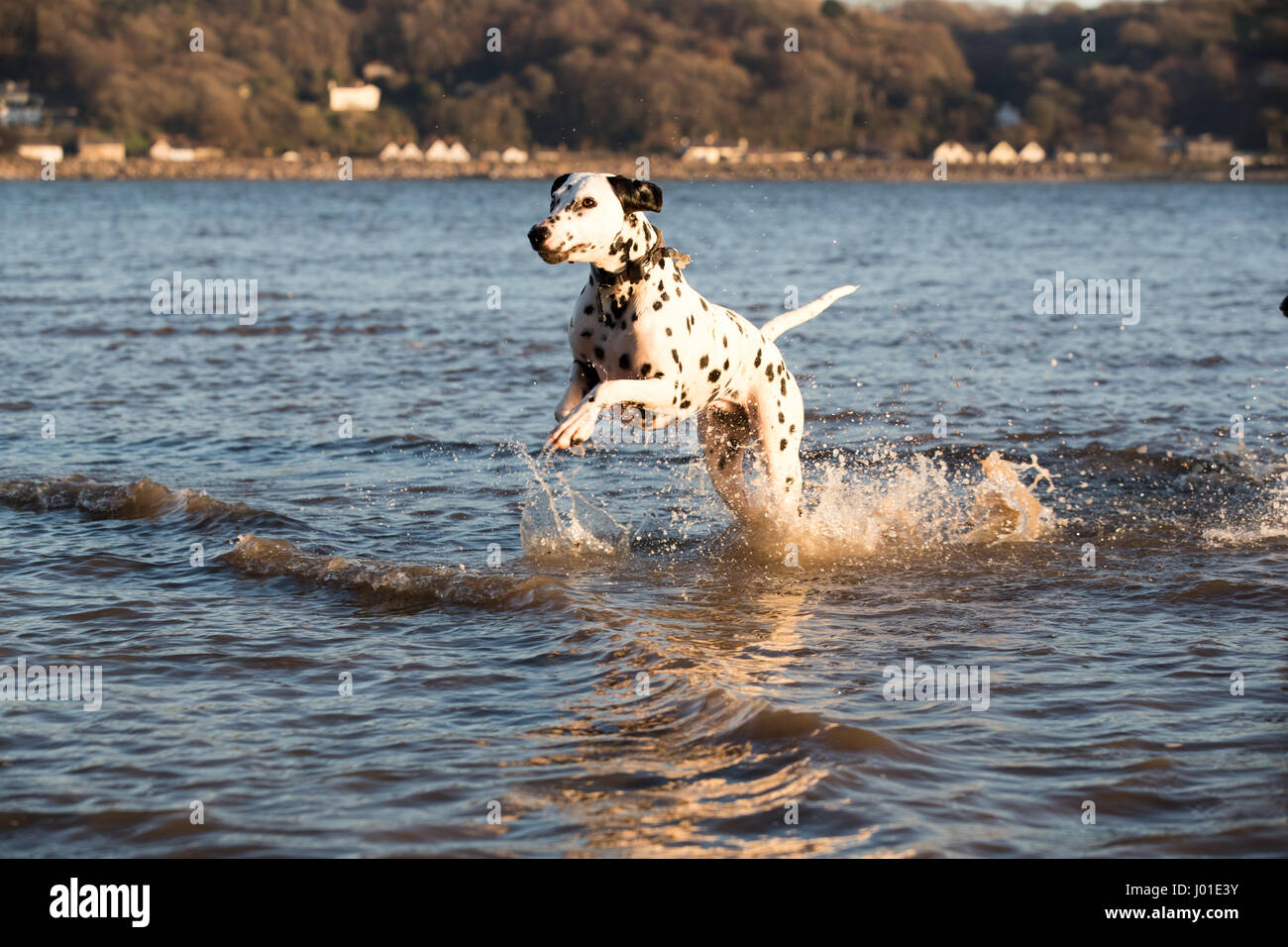 Glücklich verspielten Dalmatiner Hund spielen über im Meer Spaß rund um Spritzwasser Stockfoto