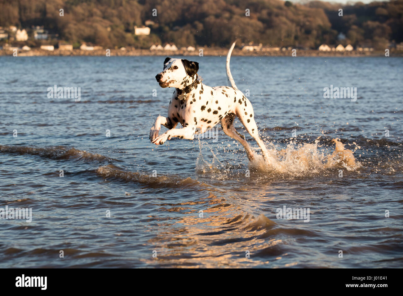 Glücklich verspielten Dalmatiner Hund spielen über im Meer Spaß rund um Spritzwasser Stockfoto