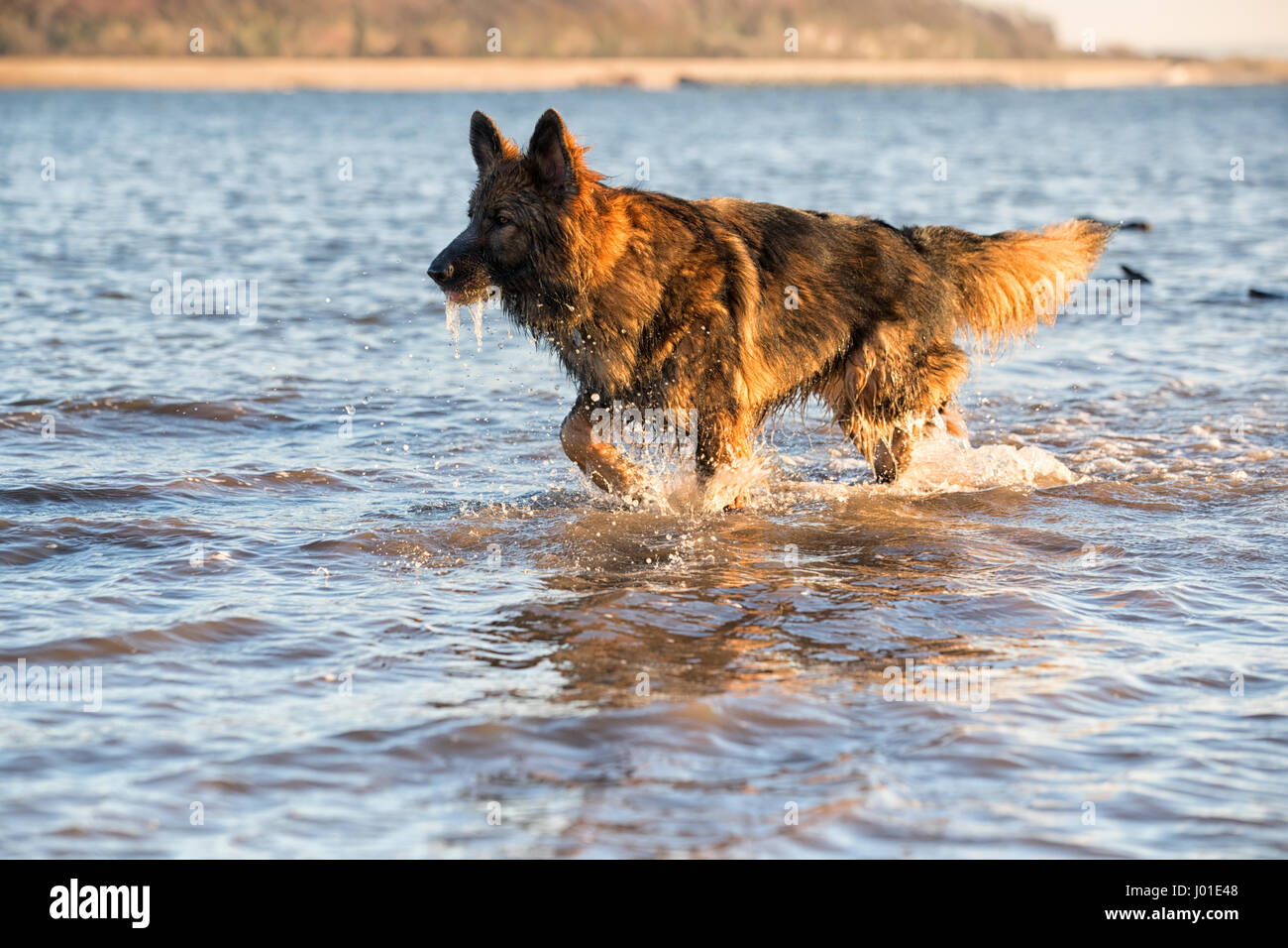 Deutscher Schäferhund im Meer bei seinen täglichen Spaziergang der Hund spielen Stockfoto