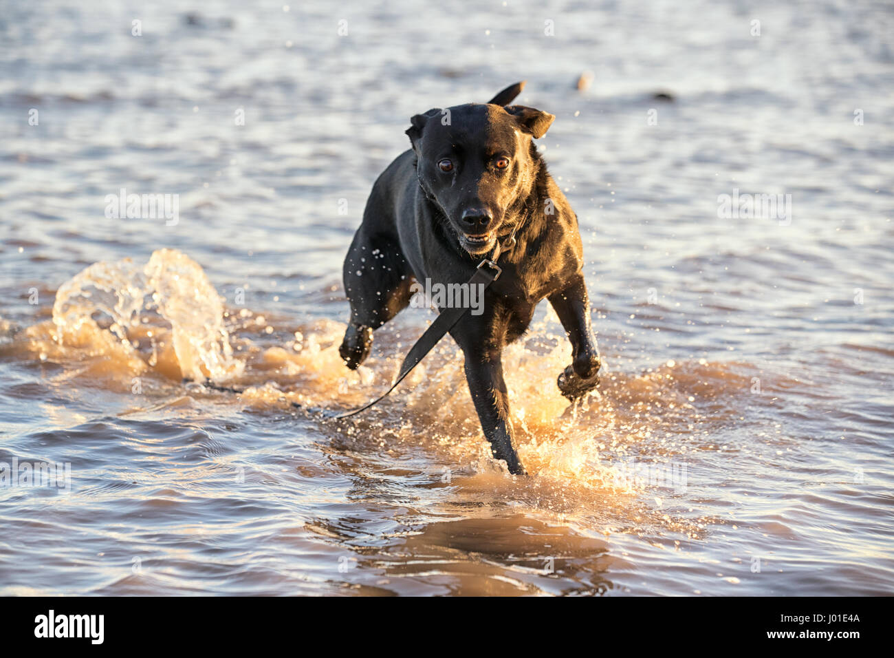 Entflohenen Hund läuft frei im Meer mit seinen Vorsprung im Wasser plantschen Stockfoto
