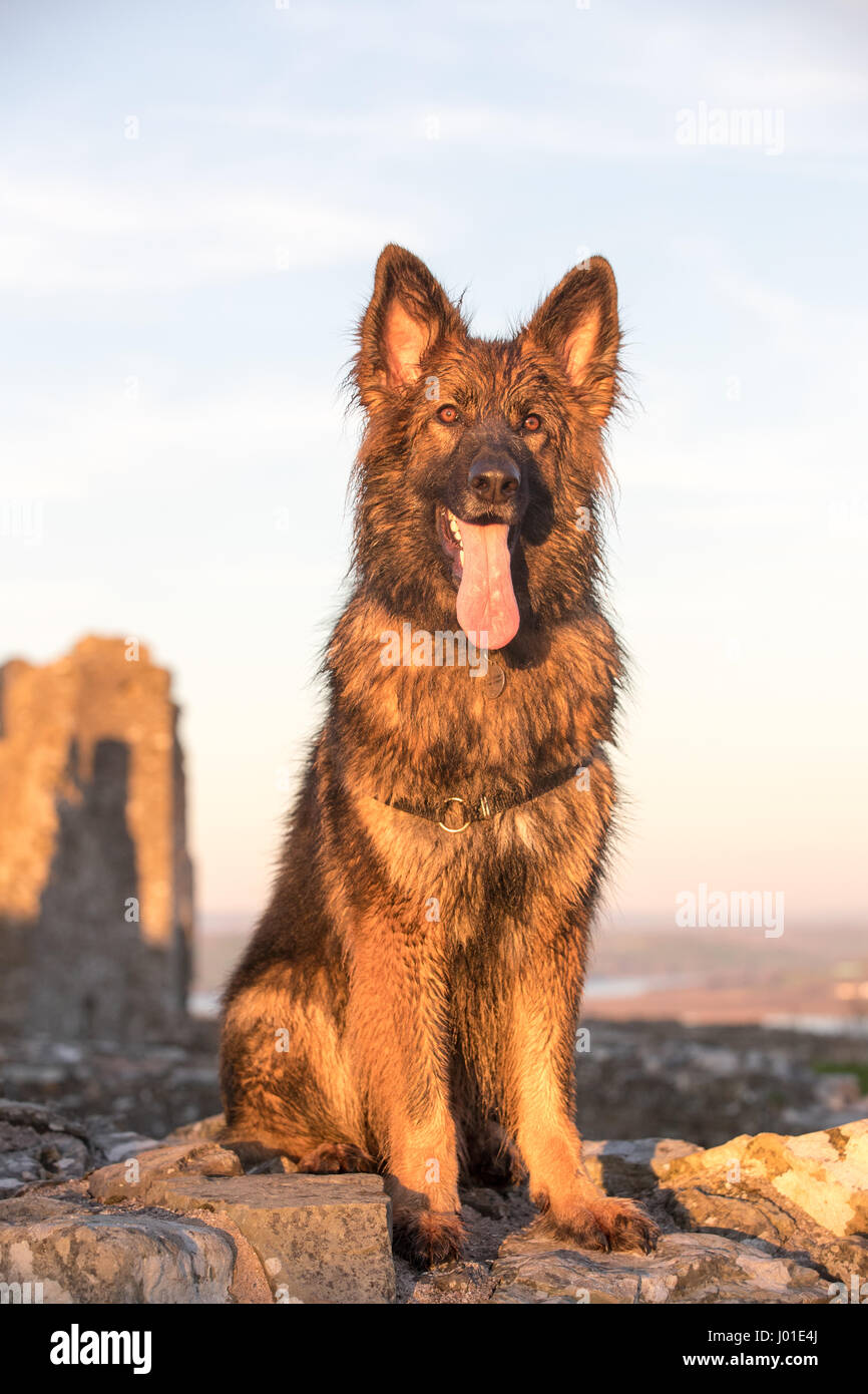 Haustier Hund saß auf einem Felsen mit seiner Zunge heraus glücklich in die Kamera schaut Stockfoto