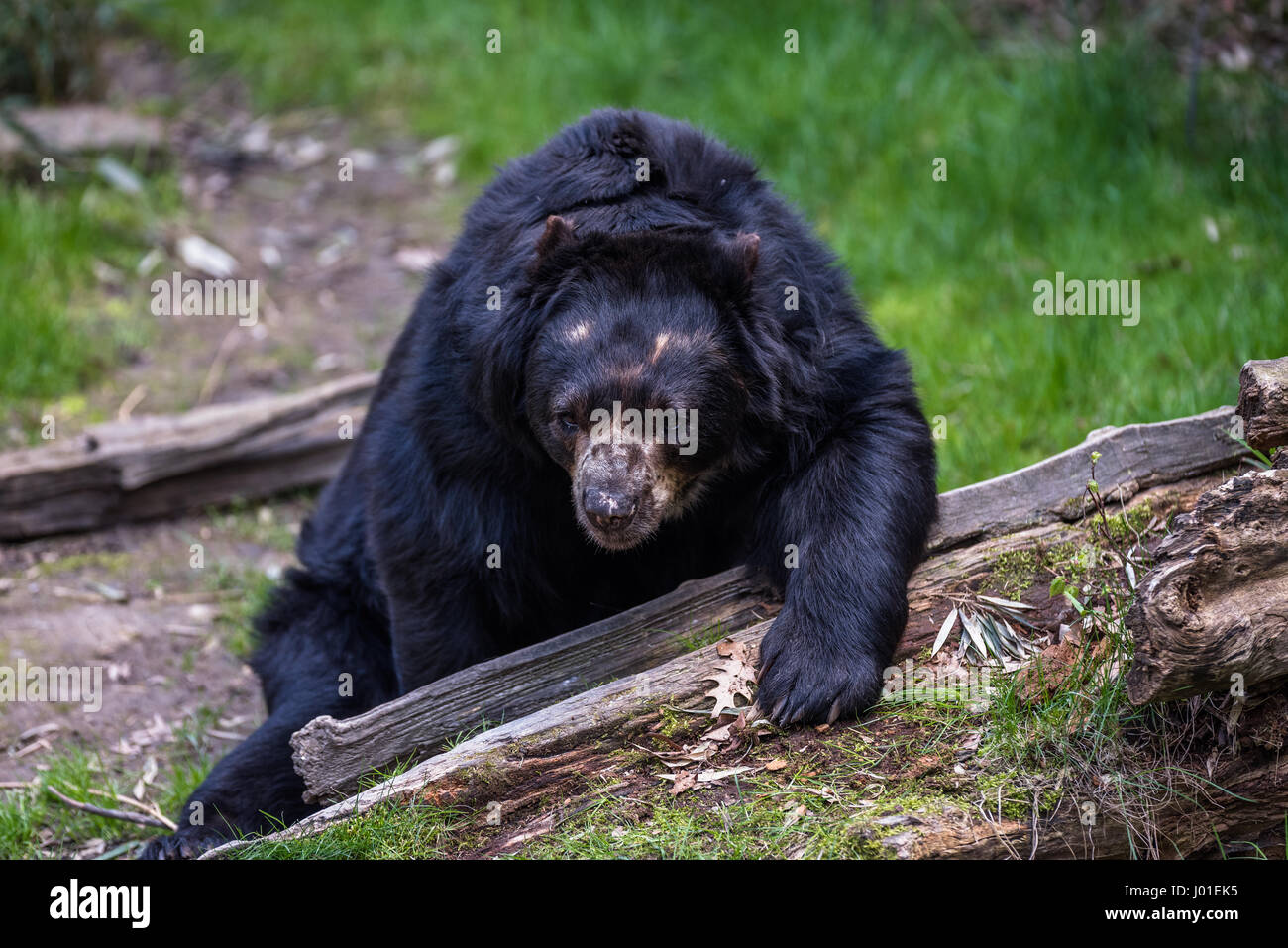 Europäische Black Bear Cub zum Entspannen in der Sonne in einem zoo Stockfoto