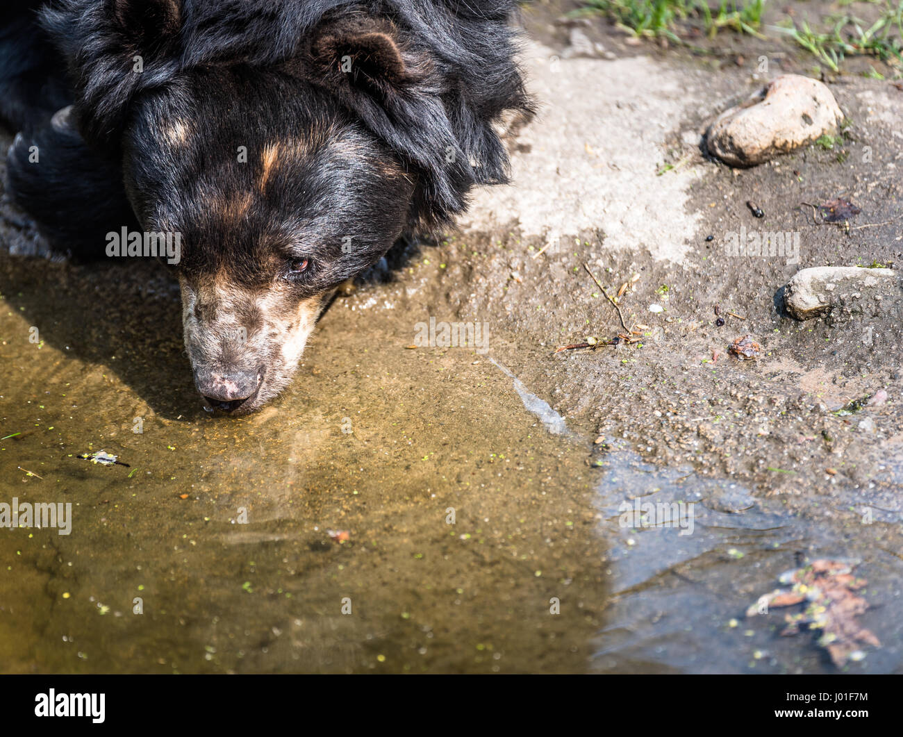 Traurige alte Bär am Fluss umzusehen Stockfoto