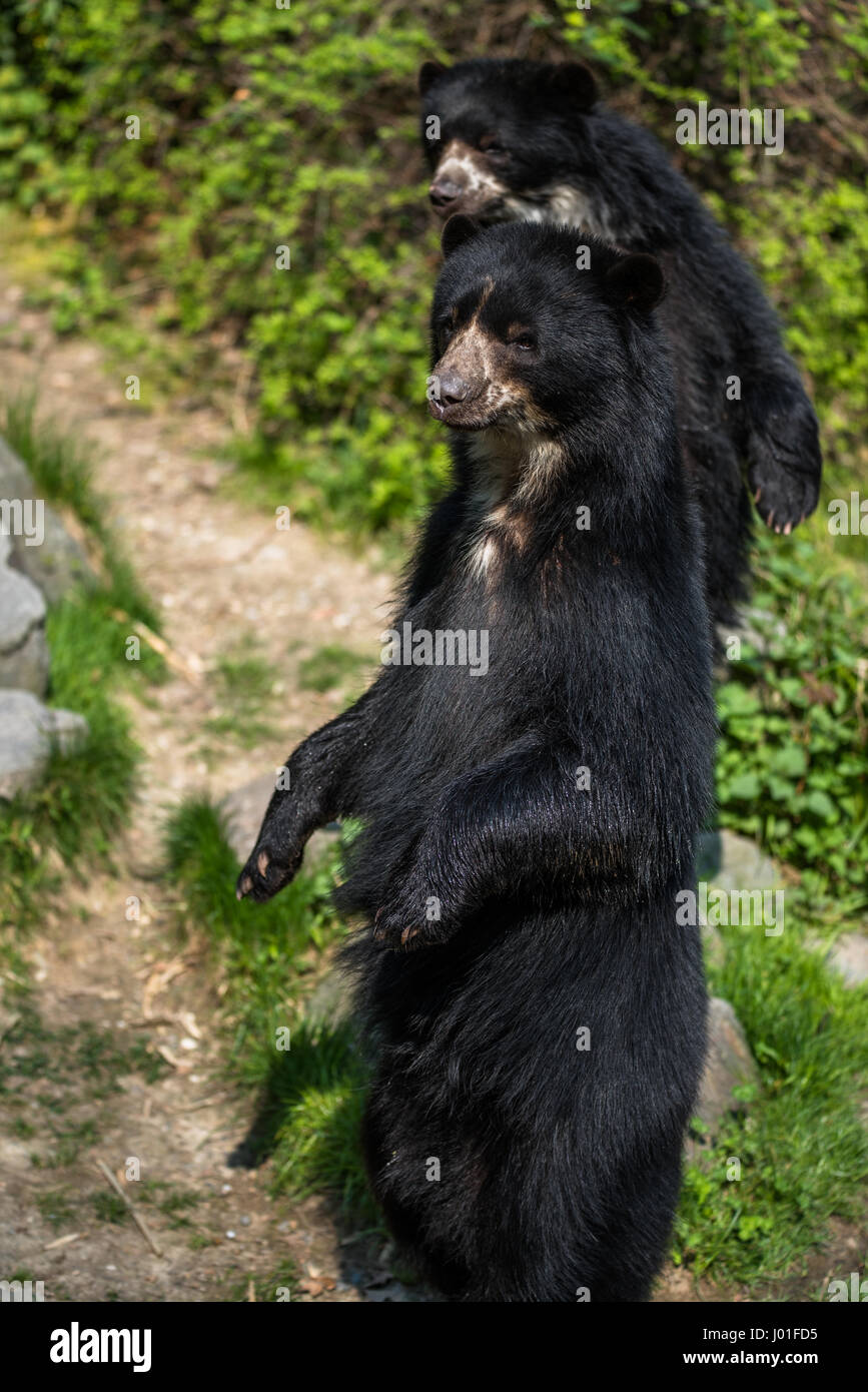 Europäische schwarze Bär auf den Hinterbeinen stehend Stockfoto