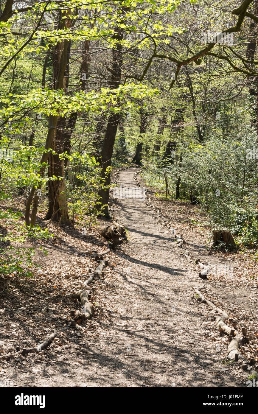 Sydenham Hill Woods in Forest Hill, Dulwich, Southeast London, England, Großbritannien Stockfoto