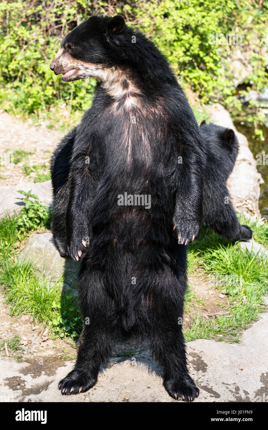 Europäische schwarze Bär auf den Hinterbeinen stehend Stockfoto