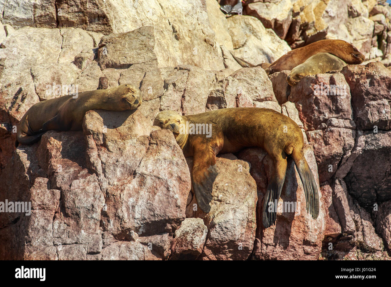 Vier Dichtungen schlafen auf den Felsen am Ballestas Insel, Nationalpark Paracas, Peru Stockfoto