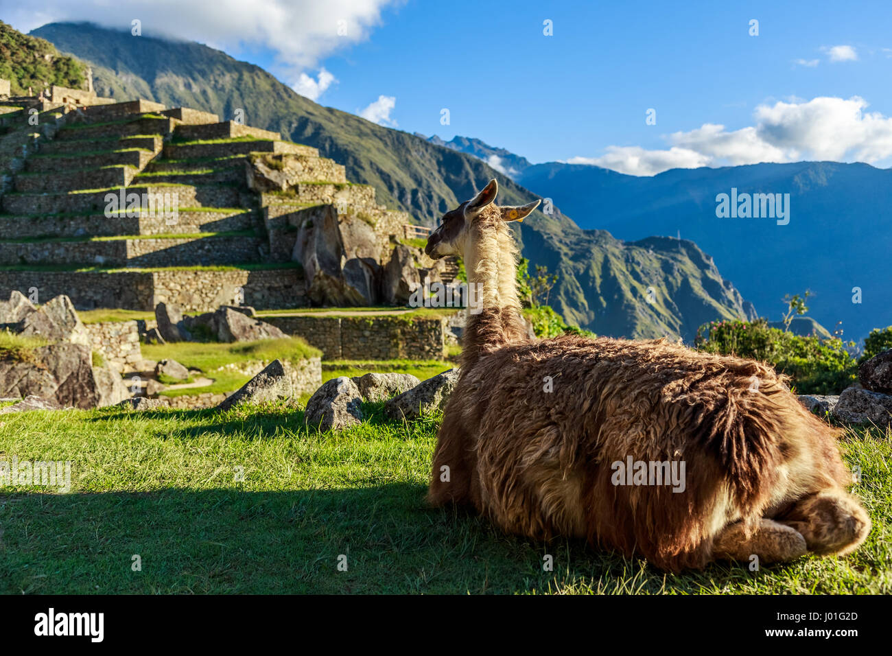 Lama auf dem Rasen sitzen und mit Blick auf Terrasse von Machu Picchu Stockfoto