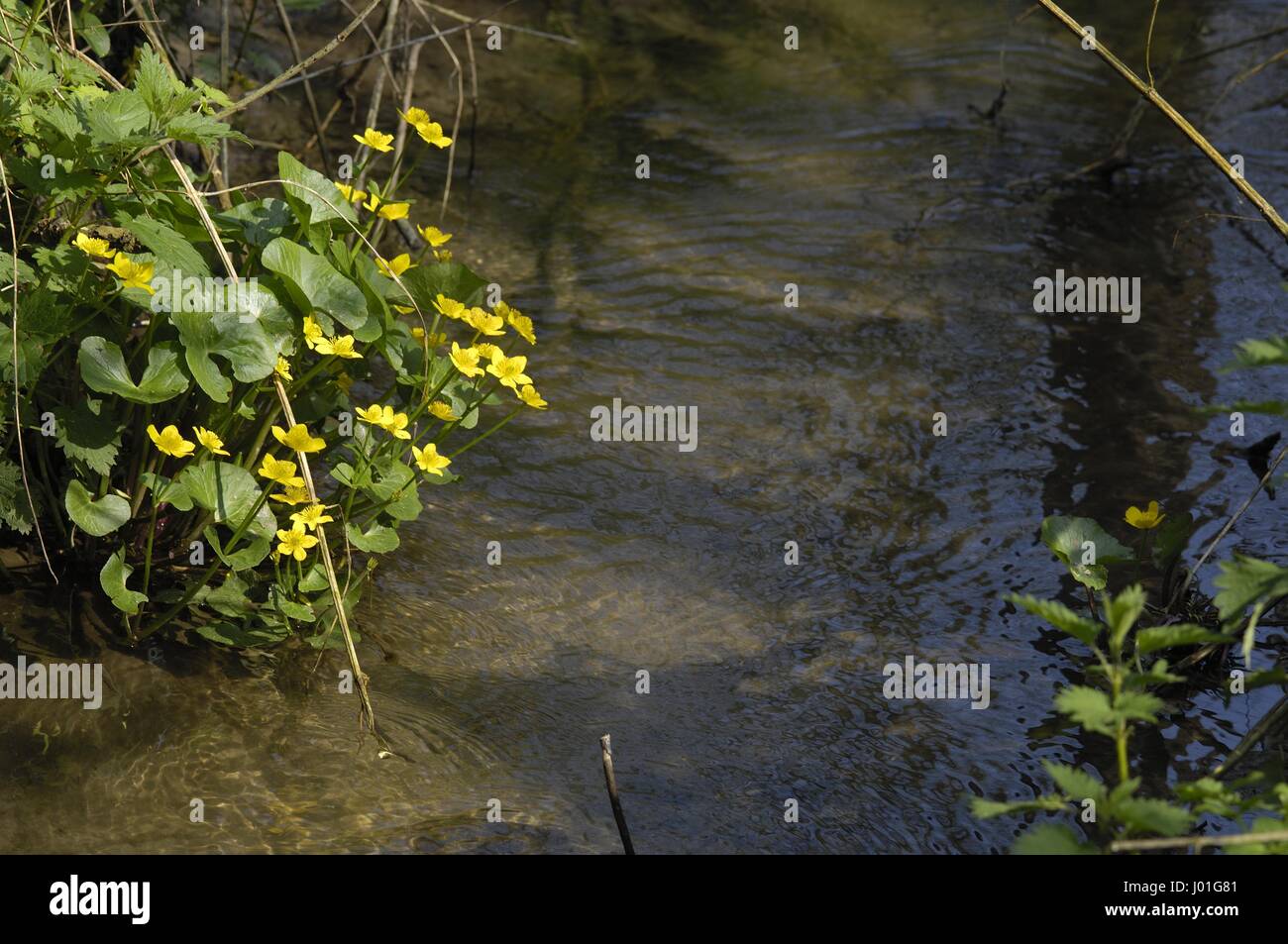 Gelbe Marsh Marigold - Sumpfdotterblumen (Caltha Palustris) Blume der Butterblume Familie blühen im Frühjahr auf der Wasser-Rand Stockfoto