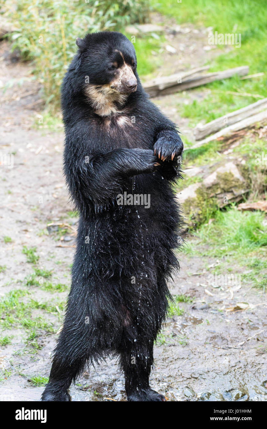 Europäische schwarze Bär auf den Hinterbeinen stehend Stockfoto