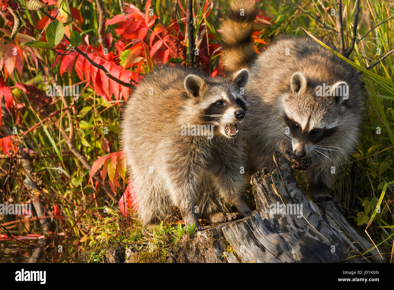 Waschbären füttern Fotos und Bildmaterial in hoher Auflösung Alamy