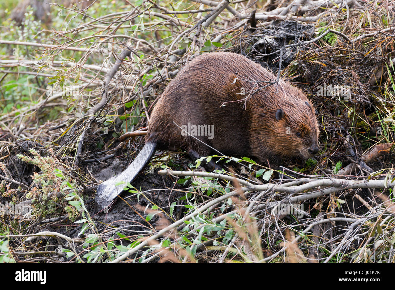 Amerikanischer Biber (Castor Canadensis) arbeitet an der Lodge, Wonder Lake Denali NP, AK, USA Stockfoto