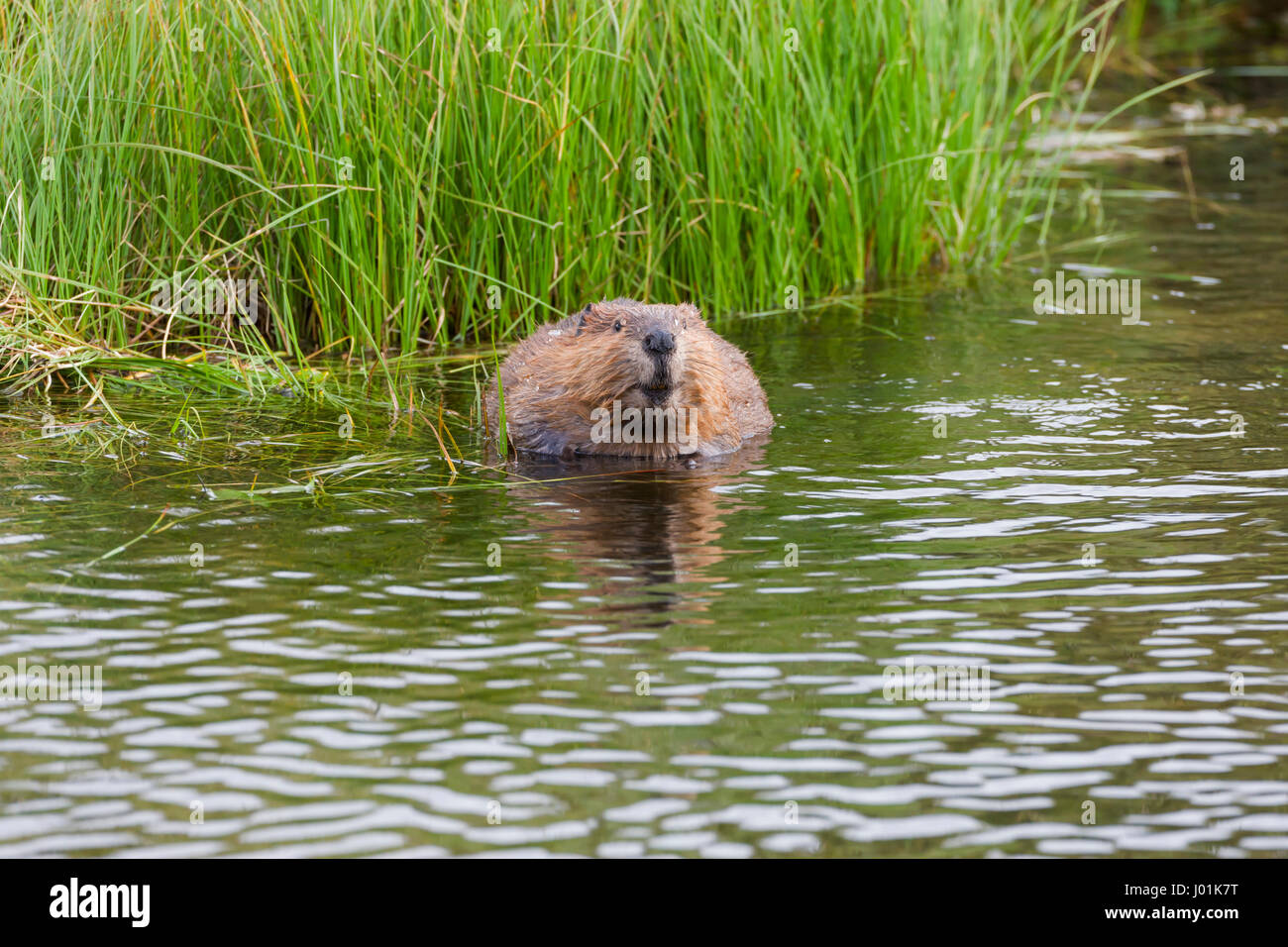 Amerikanischer Biber (Castor Canadensis), Fütterung in einem See, Wonder Lake, Denali NP, AK, USA Stockfoto