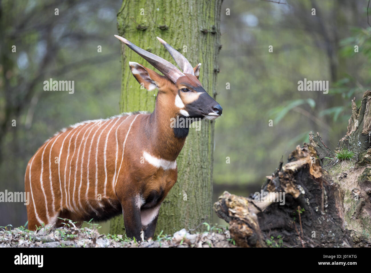 Gehörnte afrikanischen Tier Scannen seiner Umgebung für Gefahr Stockfoto