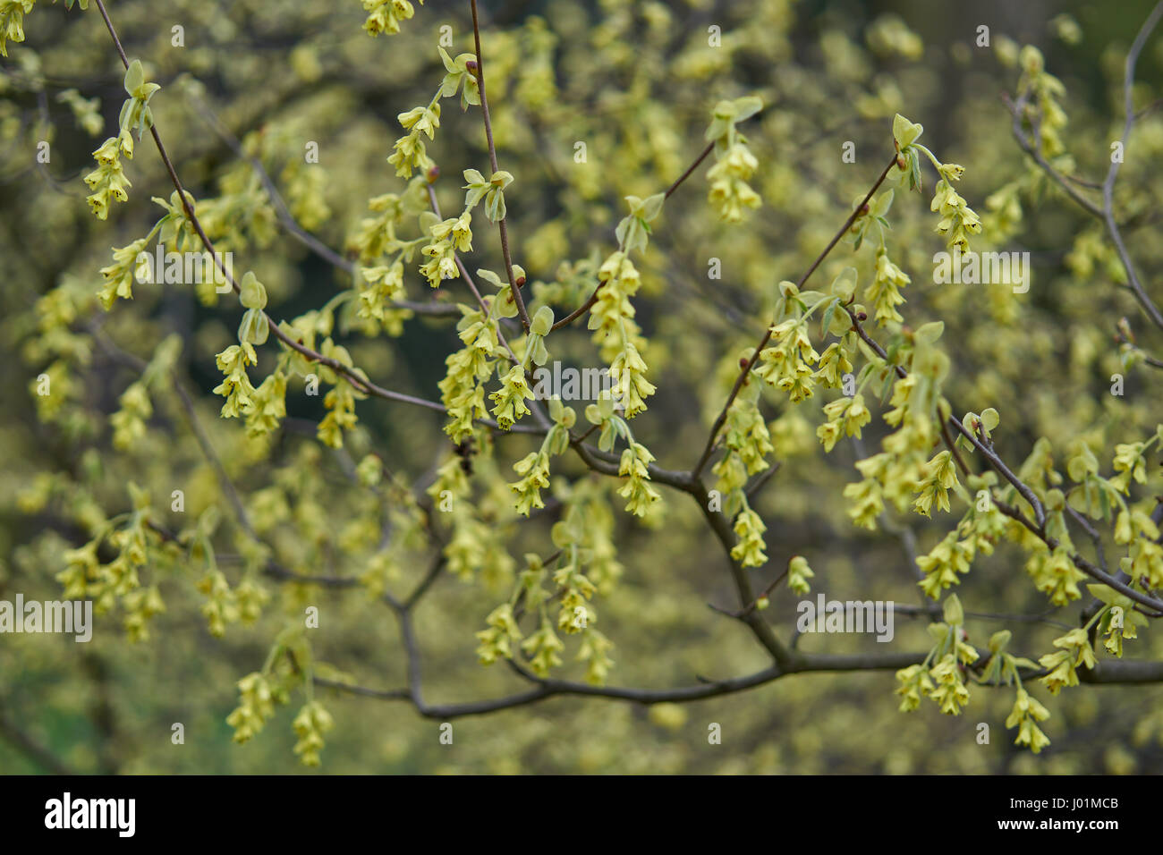 Corylopsis sinensis Blüte Stockfoto