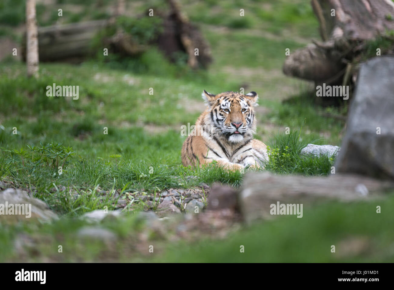 Entspannen in der Sonne in einem Zoo Tiger Stockfoto