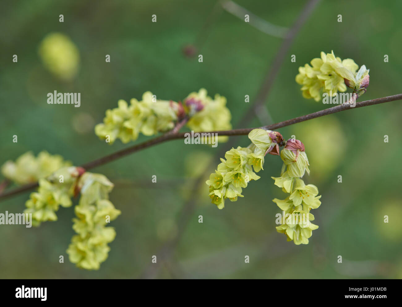 Corylopsis sinensis Blüte Stockfoto