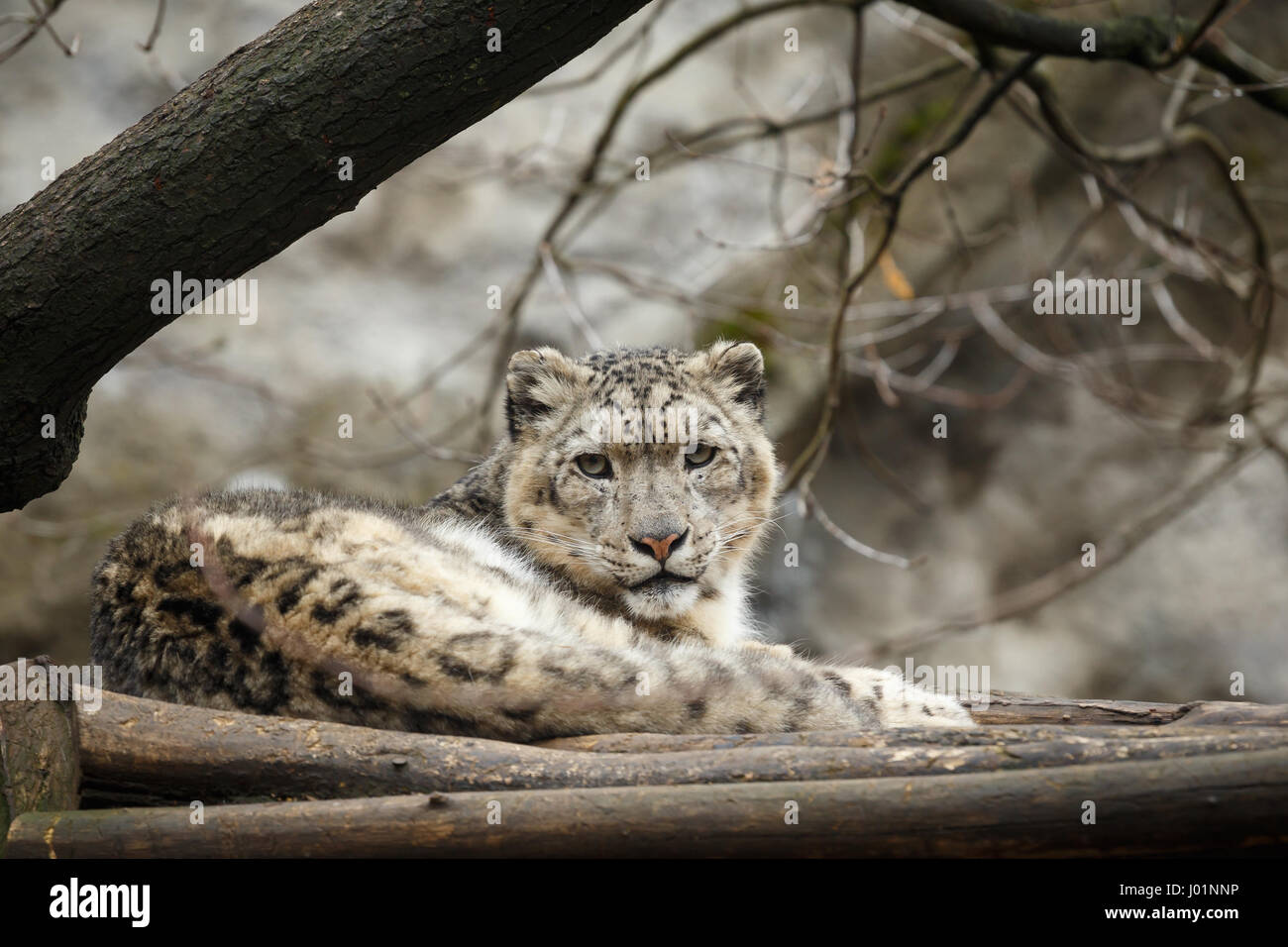 Gesicht-Porträt von Snow Leopard - Irbis (Panthera Uncia) Stockfoto
