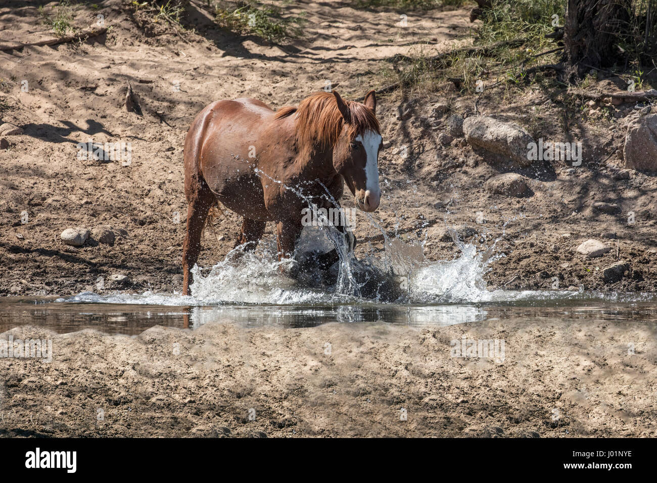 Wildpferde entlang des unteren Salt River in der Nähe von Mesa, Arizona, USA Stockfoto