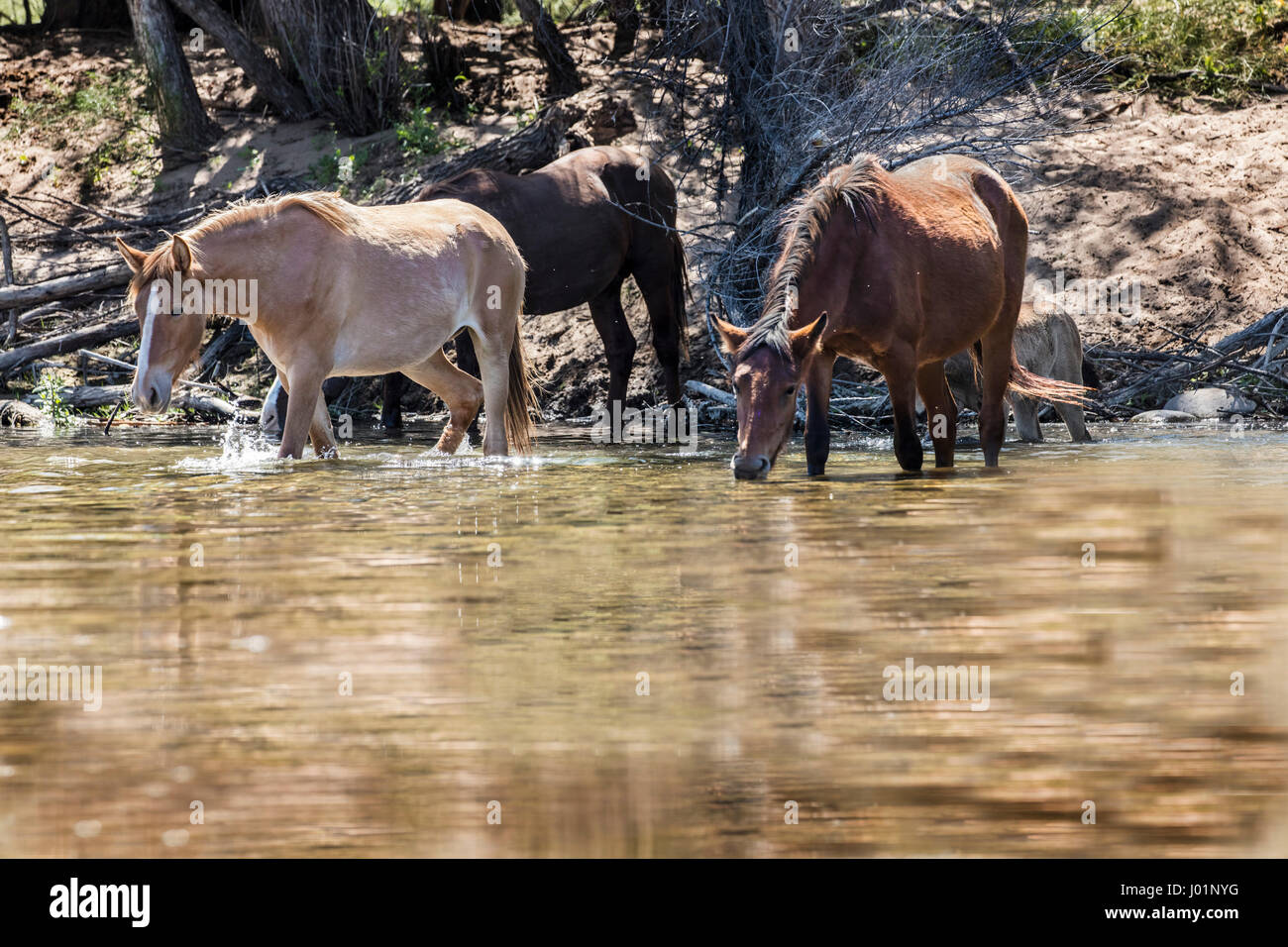 Wildpferde entlang des unteren Salt River in der Nähe von Mesa, Arizona, USA Stockfoto