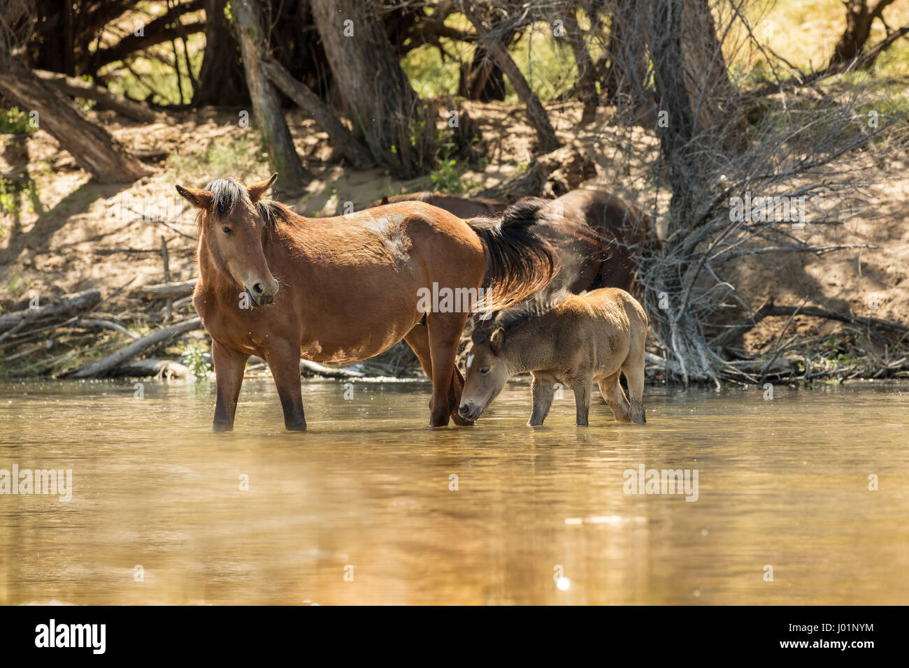 Wildpferde entlang des unteren Salt River in der Nähe von Mesa, Arizona, USA Stockfoto