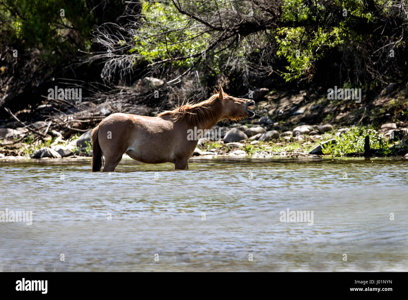 Wildpferde entlang des unteren Salt River in der Nähe von Mesa, Arizona, USA Stockfoto