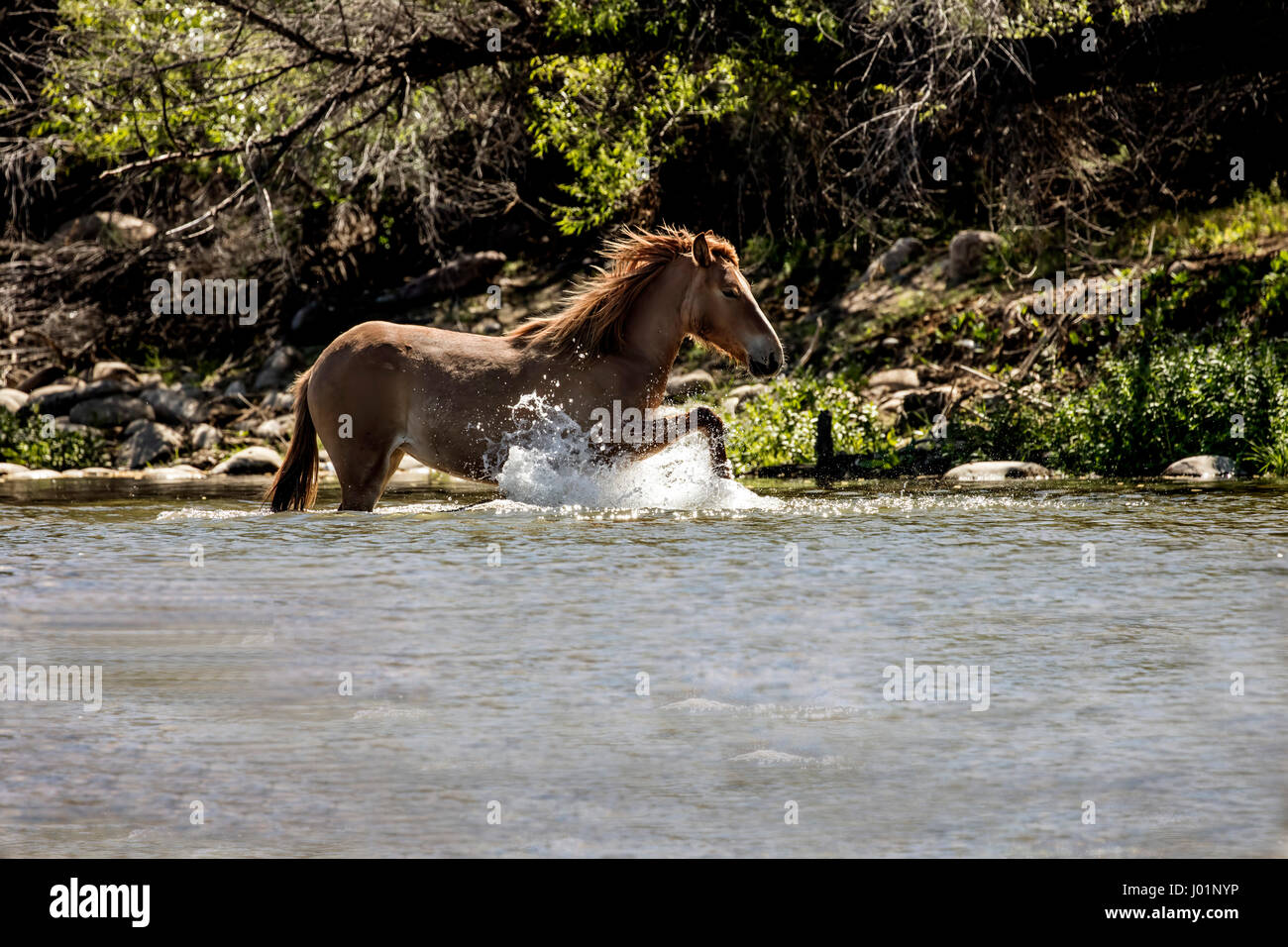 Wildpferde entlang des unteren Salt River in der Nähe von Mesa, Arizona, USA Stockfoto