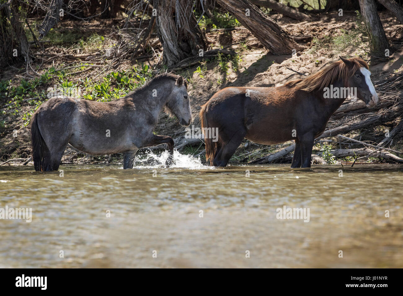 Wildpferde entlang des unteren Salt River in der Nähe von Mesa, Arizona, USA Stockfoto