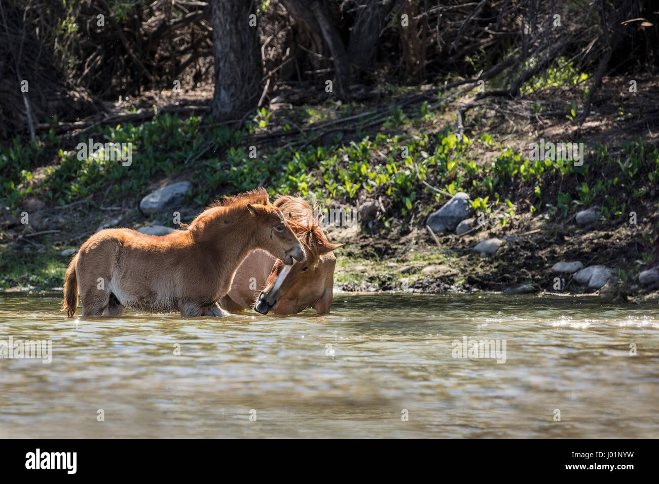 Wildpferde entlang des unteren Salt River in der Nähe von Mesa, Arizona, USA Stockfoto