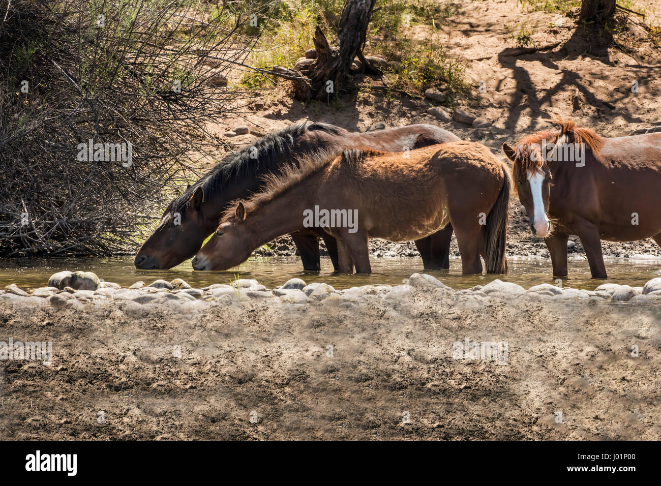 Wildpferde entlang des unteren Salt River in der Nähe von Mesa, Arizona, USA Stockfoto