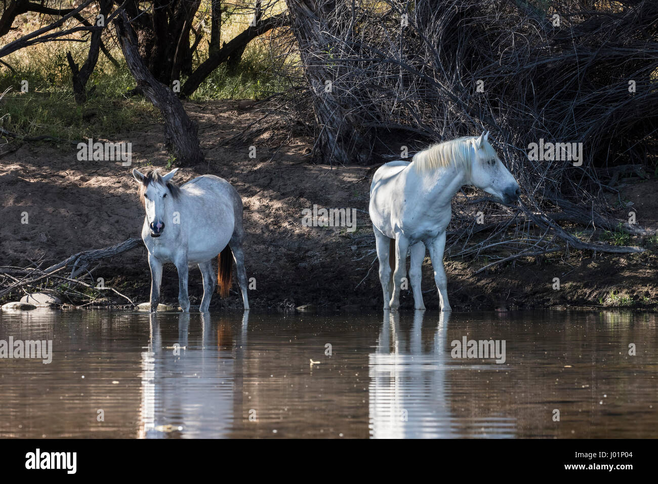 Wildpferde entlang des unteren Salt River in der Nähe von Mesa, Arizona, USA Stockfoto