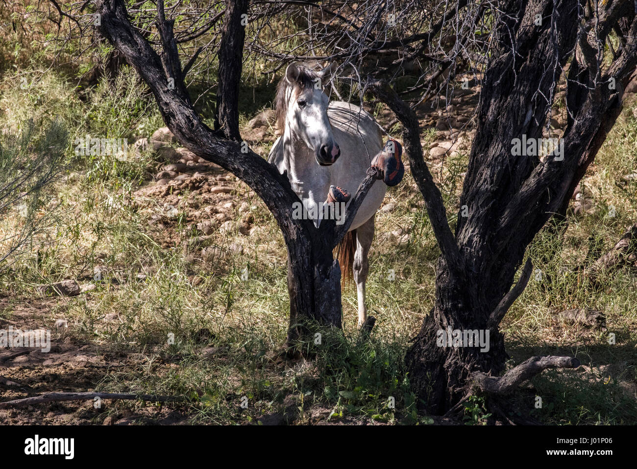 Wildpferde entlang des unteren Salt River in der Nähe von Mesa, Arizona, USA Stockfoto