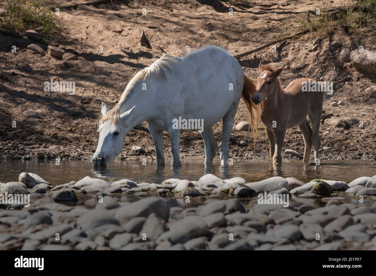 Wildpferde entlang des unteren Salt River in der Nähe von Mesa, Arizona, USA Stockfoto