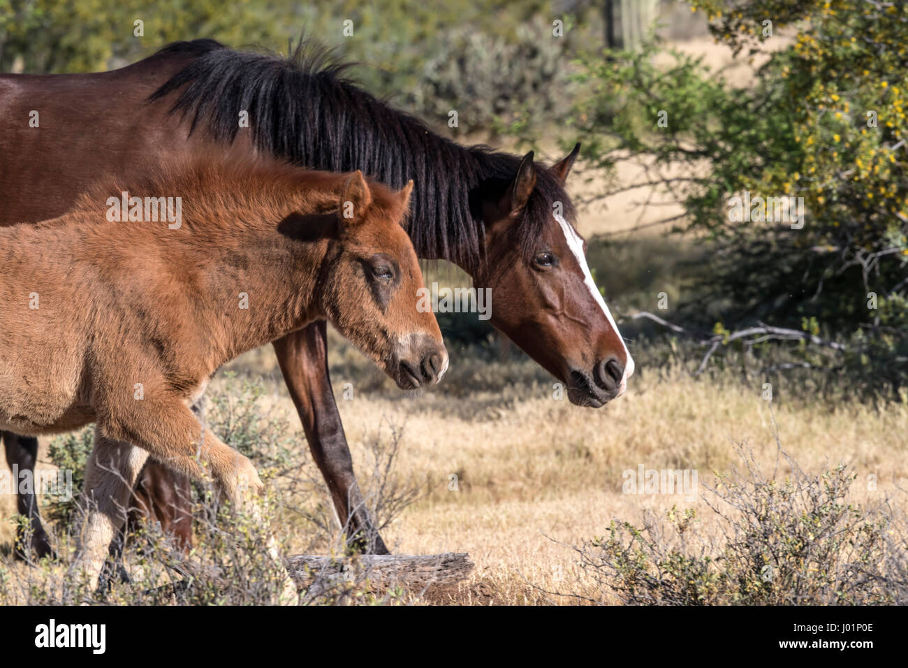 Wildpferde entlang des unteren Salt River in der Nähe von Mesa, Arizona, USA Stockfoto