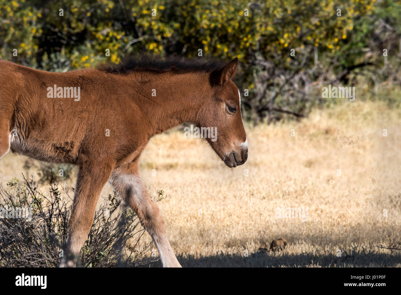 Wildpferde entlang des unteren Salt River in der Nähe von Mesa, Arizona, USA Stockfoto