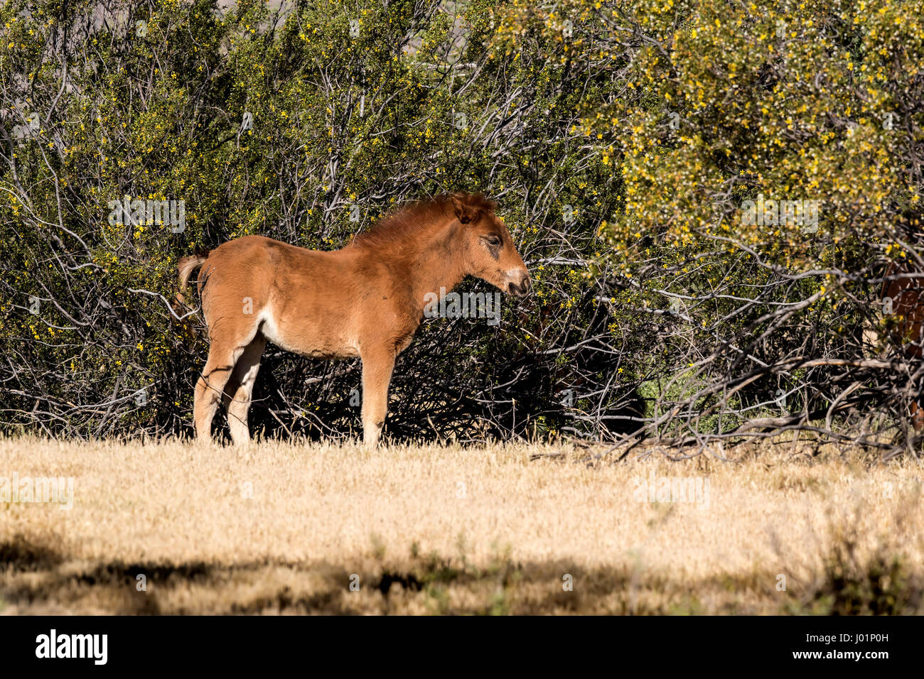 Wildpferde entlang des unteren Salt River in der Nähe von Mesa, Arizona, USA Stockfoto