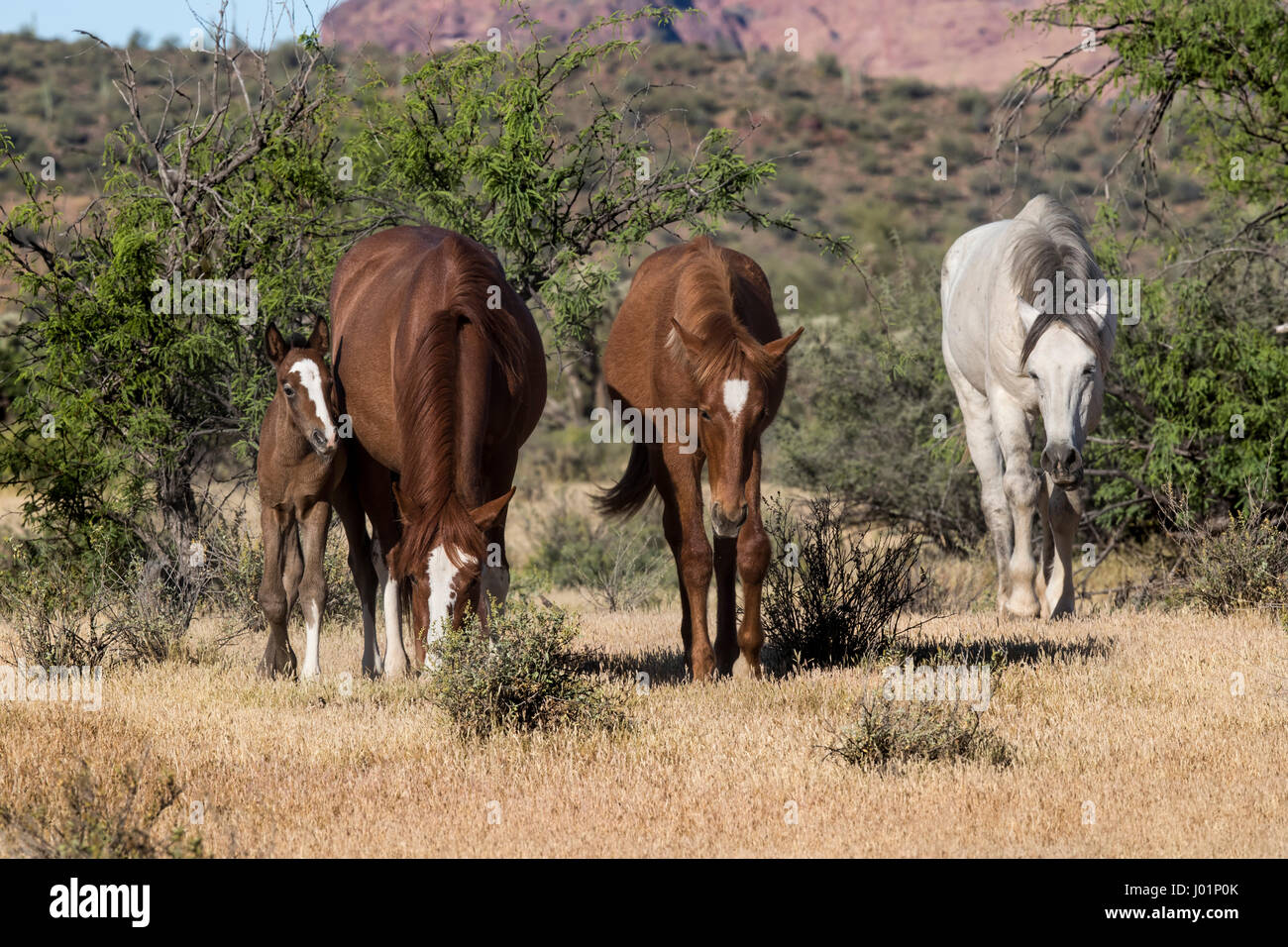 Wildpferde entlang des unteren Salt River in der Nähe von Mesa, Arizona, USA Stockfoto