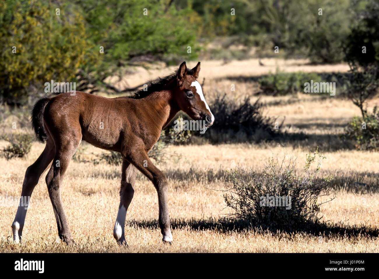 Wildpferde entlang des unteren Salt River in der Nähe von Mesa, Arizona, USA Stockfoto