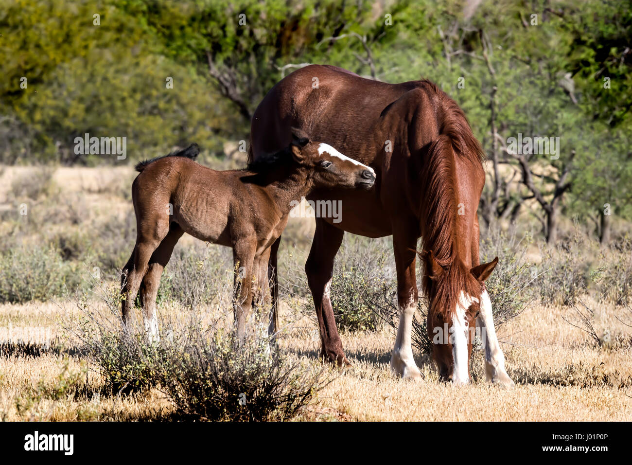 Wildpferde entlang des unteren Salt River in der Nähe von Mesa, Arizona, USA Stockfoto