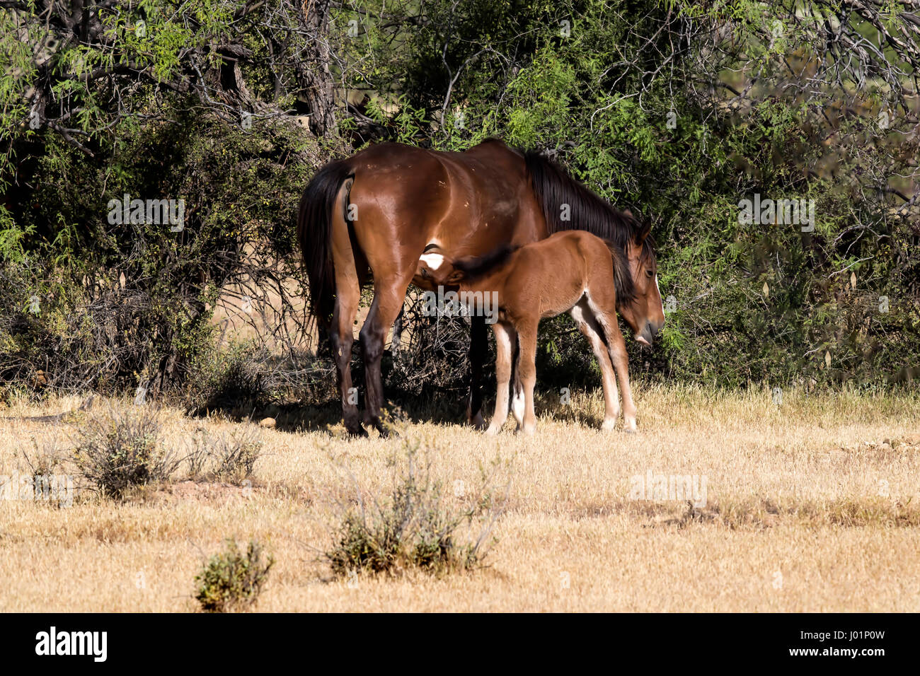 Wildpferde entlang des unteren Salt River in der Nähe von Mesa, Arizona, USA Stockfoto