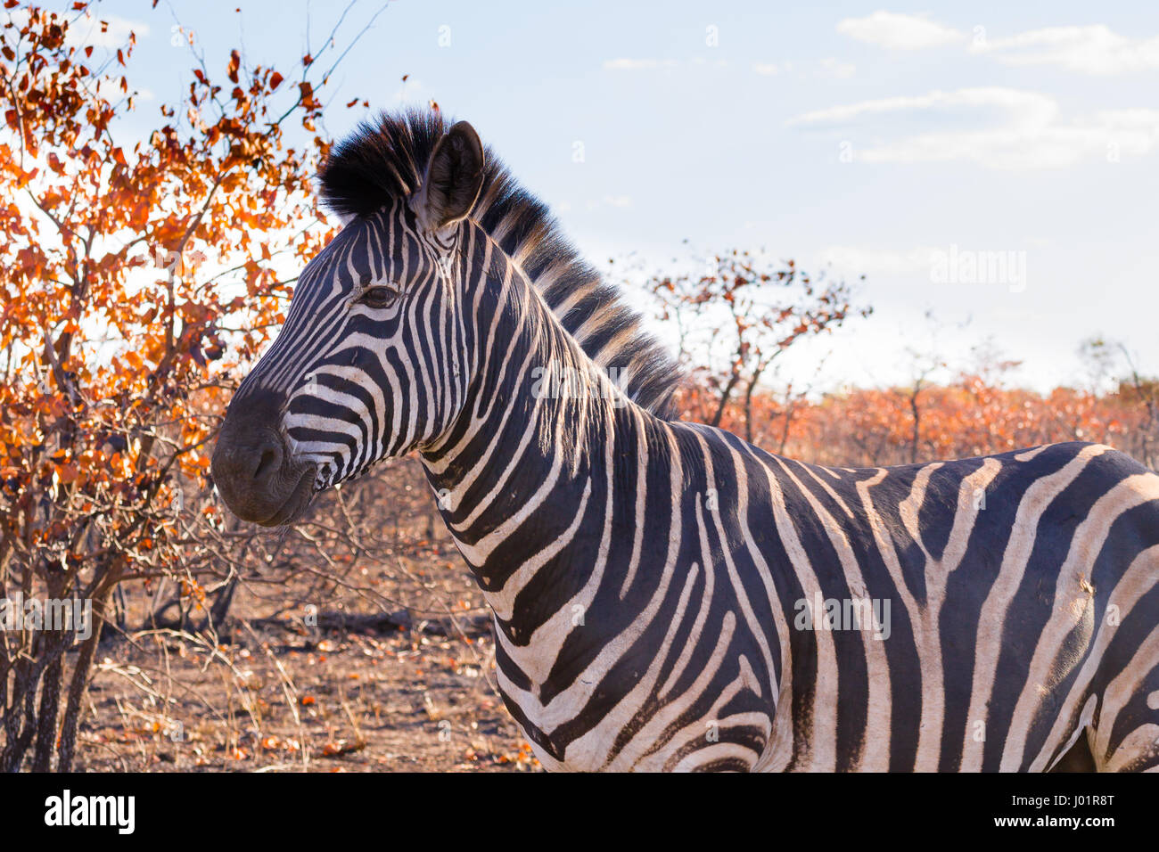 Zebra vom Kruger National Park. Afrikanische Tierwelt.  Equus Quagga. Südafrika Stockfoto