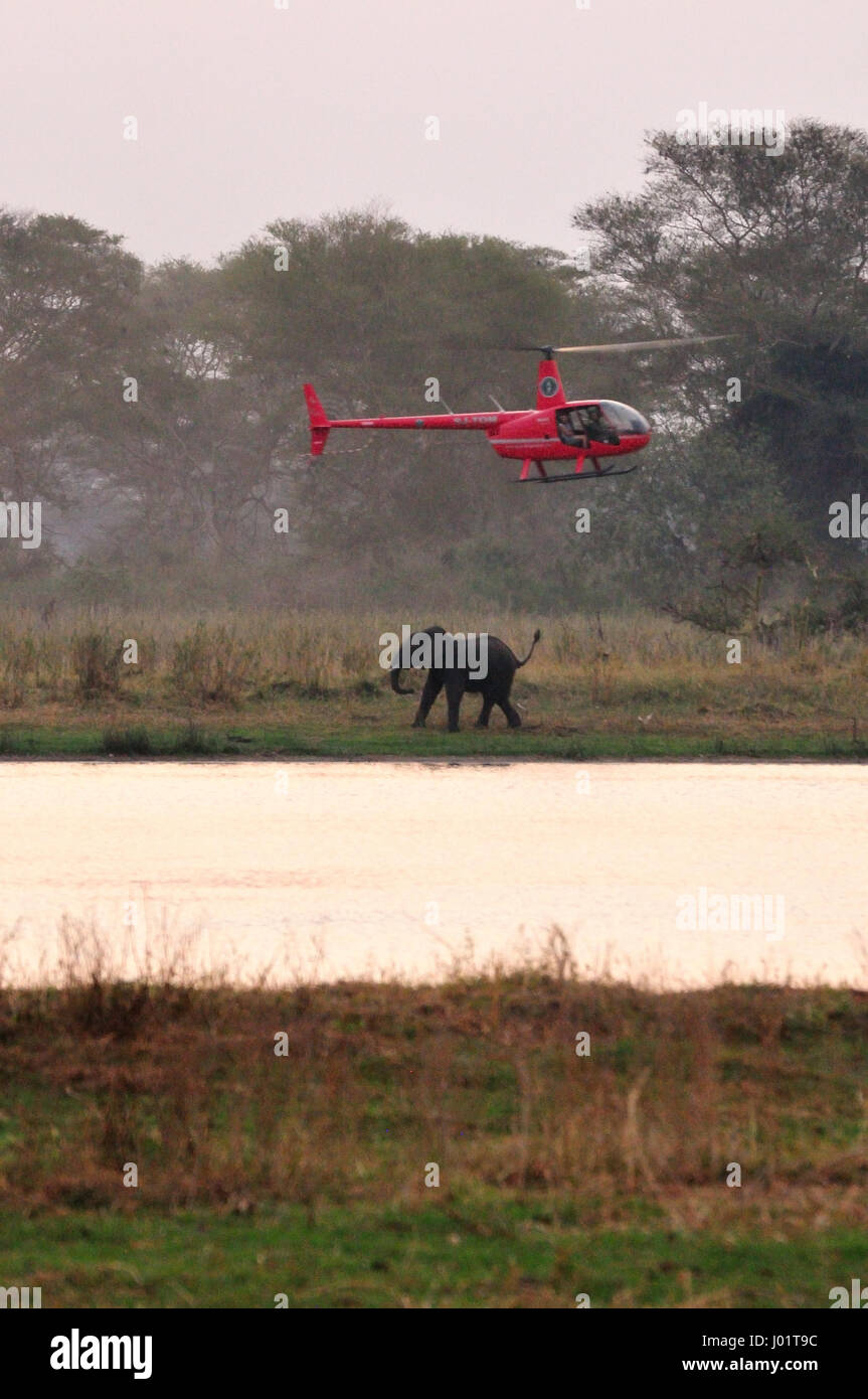 Elefant mit Hubschrauber am Shire-Fluss in Malawi Stockfoto