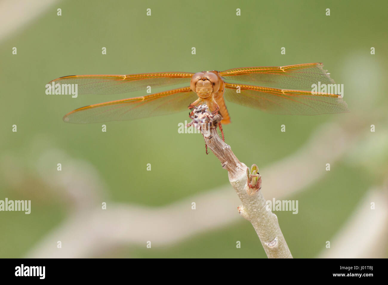 Eine goldene Libelle ruht auf einem Ast Stockfoto