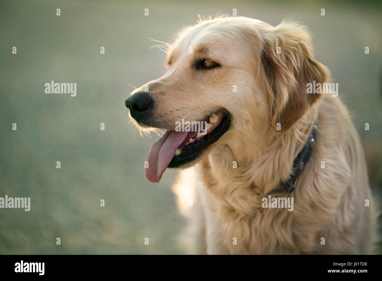 Porträt von einem golden Retriever Hund Stockfoto