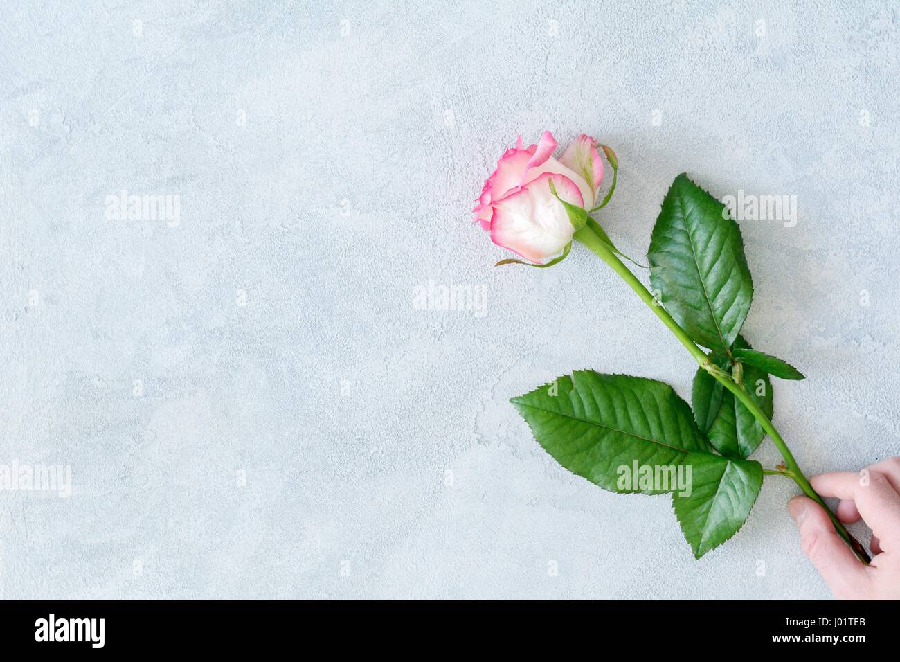 Hand, die schöne rosa Rose über Pastellblau Hintergrund. Textfreiraum Stockfoto